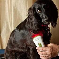 Dog-vetcare
