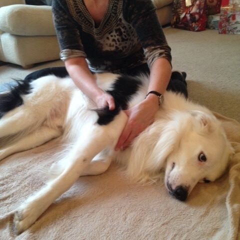 border-collie-canine-massage